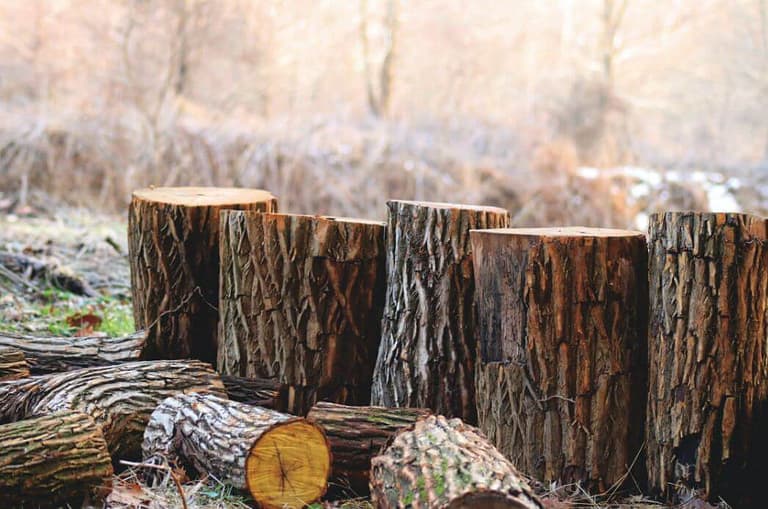 large tree stumps